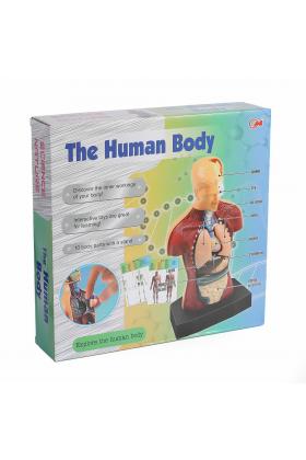 KZL-3301 İnsan Vücudunu Öğreniyorum Seti -Kızılkaya